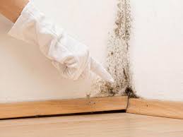 Best Attic Mold Removal in Hauppauge, NY